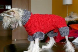 Связать одежду для чихуахуа 
