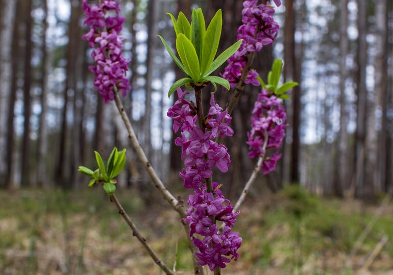 Какие ягоды нельзя есть